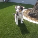 chien gazon synthétique