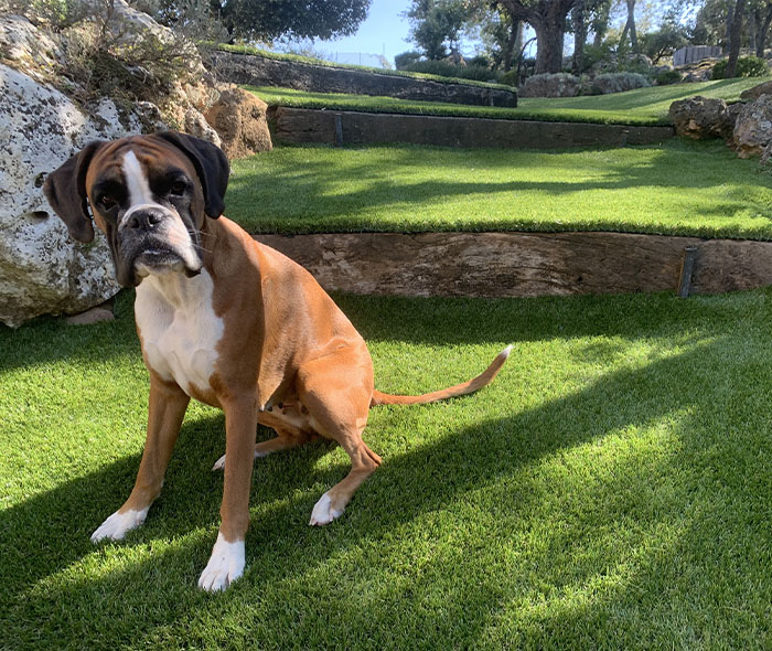 Un chien assis sur un gazon traité protecturf